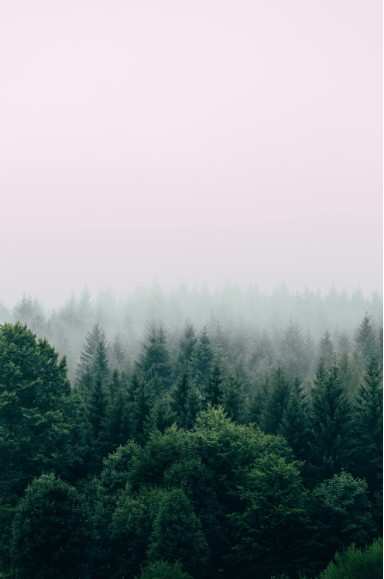 IAS 41 Agricultural activity and produce