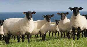 Biological assets Biological assets