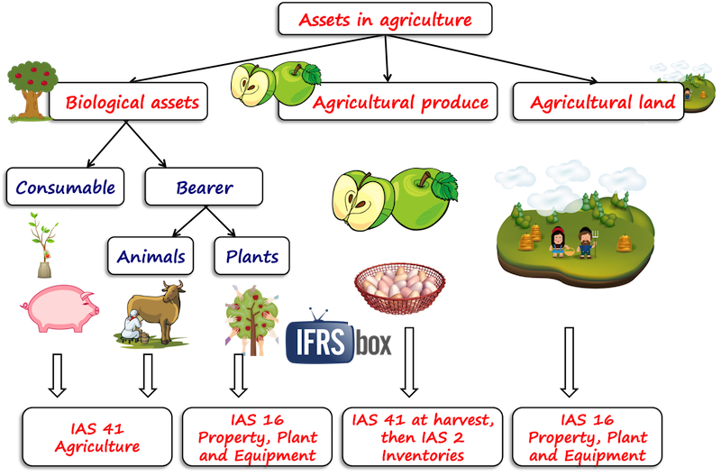 ias41agricultureassets Assets in agriculture